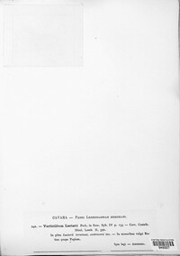 Verticillium lactarii image